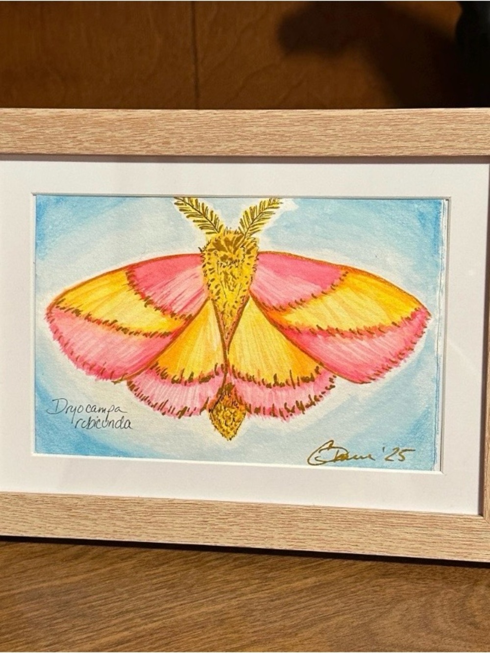 Pink and Yellow Moth Watercolor original Art